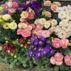 Fresh 100pcs Mixed Eustoma Flower Seeds for Planting, Easy-to-Grow Lisianthus