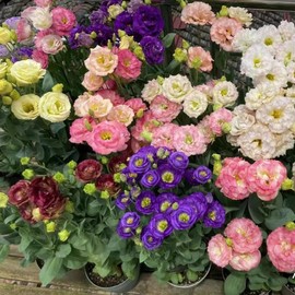 Fresh 100pcs Mixed Eustoma Flower Seeds for Planting, Easy-to-Grow Lisianthus Seeds for Garden, Pots, and Landscaping