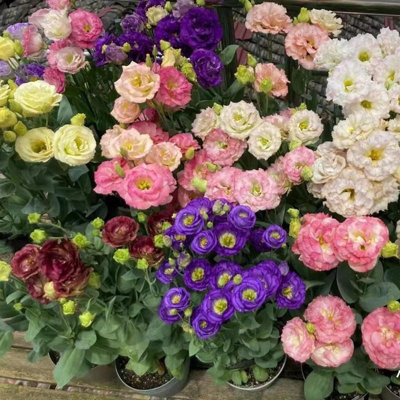 Fresh 100pcs Mixed Eustoma Flower Seeds for Planting, Easy-to-Grow Lisianthus
