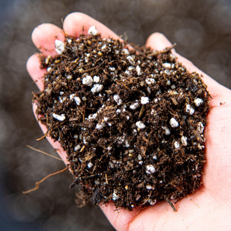 Superior Cacti and Succulent Potting Mix - Enriched with Nutrients