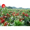Karami Kyushu Ichi-mi Togarashi 12g (Bottled) Domestic Ichi-mi Chili Pepper