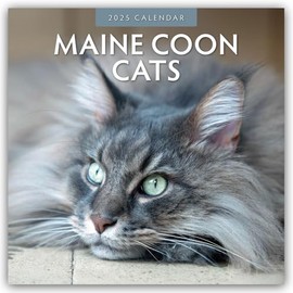Maine Coon Cats - Maine Coon Cats 2025 - 16 Month Calendar: Original Red Robin Publishing Ltd Calendar [Multilingual] [Calendar] (Wall Calendar)