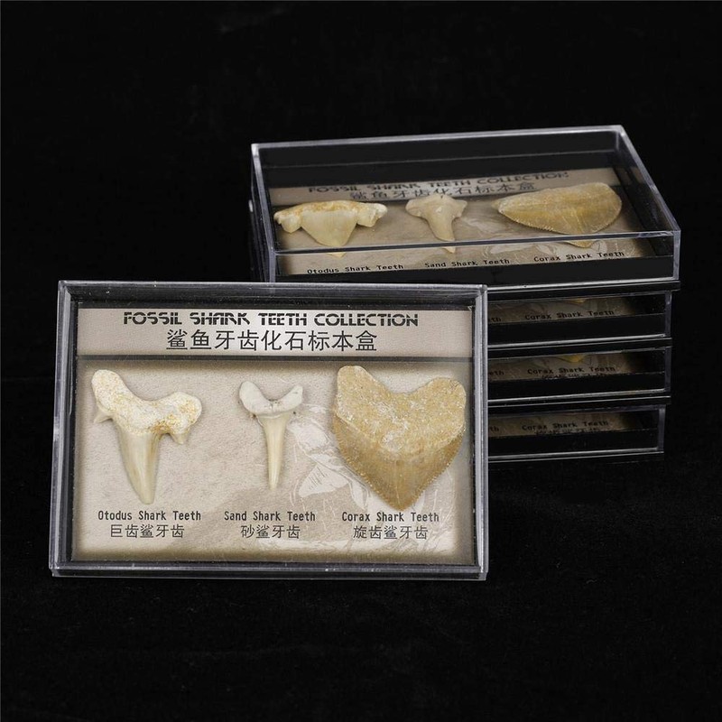 Namvo Set of 3pcs Natural Fossil Shark Tooth Specimen Natural