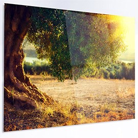 Designart Stunning Olive Trees at Sunset-Large Landscape Art Glossy Metal Wall Art-40x30, 30'' H x 40'' W x 1'' D 1P, Brown