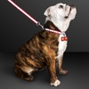 Red LED Dog Bone Pet Safety Light