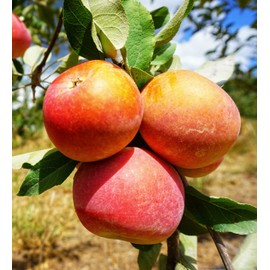 Pink Apple Tree Live Plant 4 to 5 Feet Tall, Apple Plants Live, Pink Apple Fruit Tree Plant Outdoor Indoor Garden, No Shipping to CA