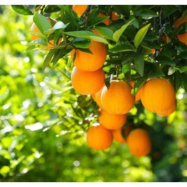 Mix Dwarf Bonsai Fruit Tree Seeds for Planting, 50+ Lemon Tree Seeds 50+ Cherry Tree Seeds 50+ Orange Tree Seeds 50+ Apple Seeds, 4 Variety Individual Packs, Organic Heirloom Fruit Seeds