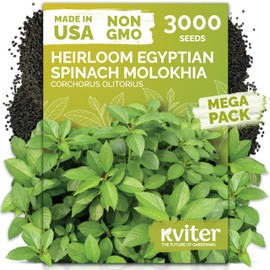 KVITER 3000 Egyptian Spinach Seeds - Molokhia (Corchorus Olitorius) – Jute Leaves, Ewedu, Rau Day, Saluyot Vegetable Seed – Non GMO & Heirloom Vegetable Seeds for Planting Outdoors & Indoors