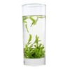 Chinese Premium Longjing Tea Spring Long Jing Green Tea Genuine