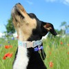 UP URARA PUP Dog Collar-Adorable Spring/Summer Puppy Collars-Adjustable Strawberry Pet