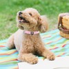 azuza Reflective Dog Collar, Soft Chloroprene Rubber Filled Pet Collar