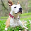 Reflective Martingale Dog Collar with Chain,Comfort Padded Strap No-Pull Dog