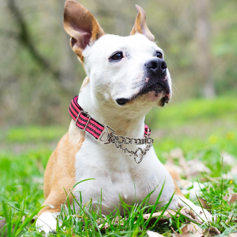 Reflective Martingale Dog Collar with Chain,Comfort Padded Strap No-Pull Dog