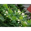 Hyacinth Bean Vine ~100 Seeds White,great for Trellis, -Beautiful