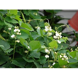 Hyacinth Bean Vine ~100 Seeds White,great for Trellis, -Beautiful