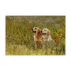 Stupell Industries Happy Dogs Field Day Canvas Wall Art, design