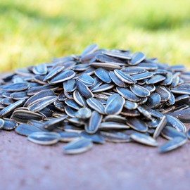 Desert Valley Striped Sunflower Seed, All Natural, Non-GMO Premium Wild Bird and Wildlife Food for Cardinals, Jays, Grosbeaks, Squirrels and More (5 Pounds)