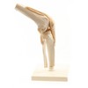 HeineScientific Human Knee Model