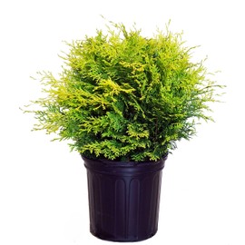 Chamaecyparis obt. Night Light (Hinoki Cypress) Evergreen, yellow foliage, #2 - Size Container