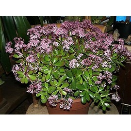 Jade Plant - Crassula Ovuta - Easy to Grow 2" Pot