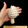 Tumbler Home Shell Night Light, Seashell Nightlight for Bathroom, Unique