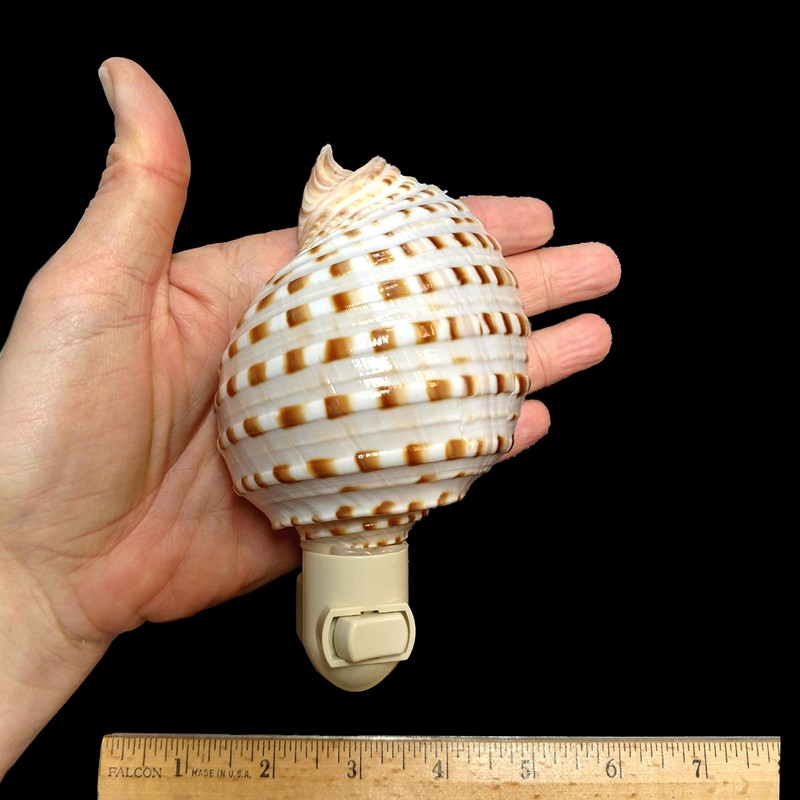 Tumbler Home Shell Night Light, Seashell Nightlight for Bathroom, Unique