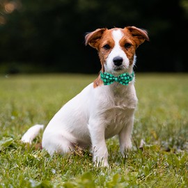 Babole Pet St.Patrick's Day Clover Dog Collars with Bow Tie,Black Clover Soft Cotton with Safety Metal Buckle Adjustable Puppy Collars for Small Boy & Girl Dog,Best Gift,S,10"-16"