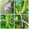 Trellis Net for Climbing Plants, 2 x 5 m, Plant