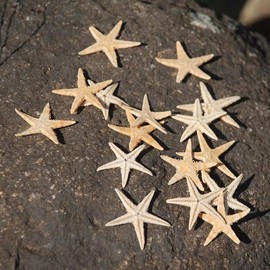 Labriciyon 50 Pcs Natural Starfish Star Seashell Beach Craft, for DIY Decor, Vase Fillers
