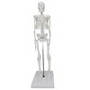 Human skeleton model, 17 inch mini skeleton model with movable