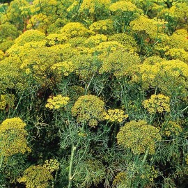 1000 Mammtoh Long Island Dill Seeds for Planting 1.5 Grams of Seeds AKA Chinese Leisure Parsley Bulk Microgreens Organic Non GMO USA Harvested