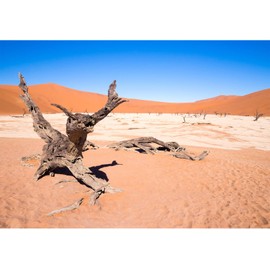 ZatiasMiller Desert Reptile Habitat Background Sand with Dead Tree Terrarium Background Blue Sky Nature Landscape Aquarium Background Decor Vinyl for Home Use Backdrop Decors 72x24in