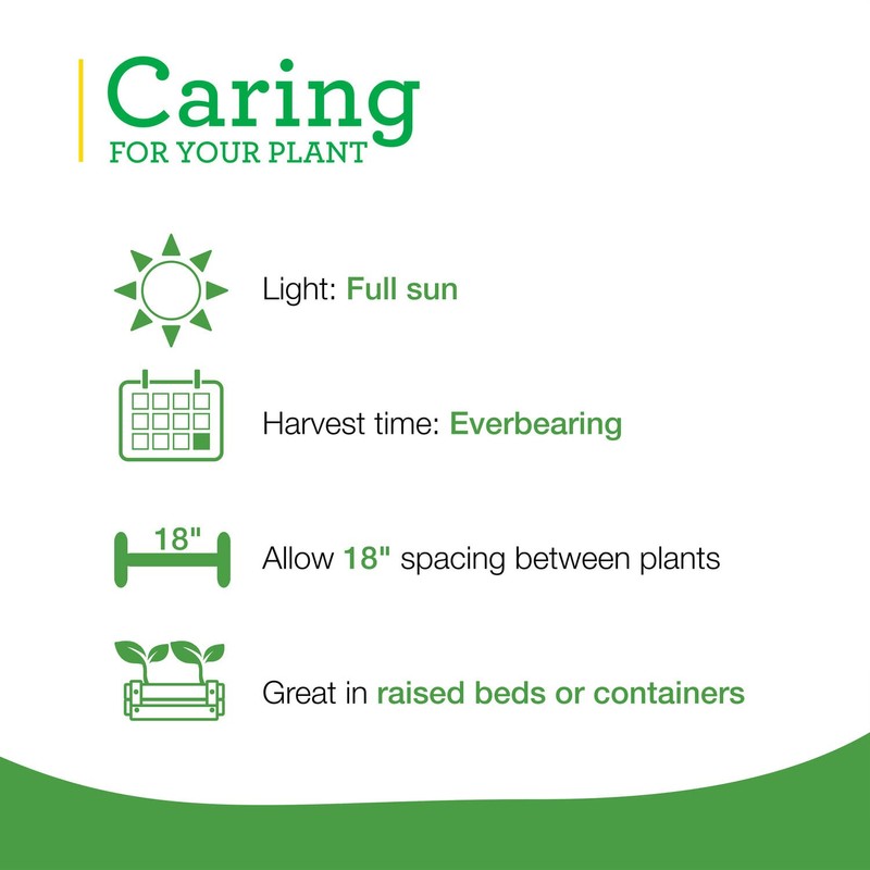 Bonnie Plants Strawberry, Live Plant, 19.3 oz. (4-Pack)