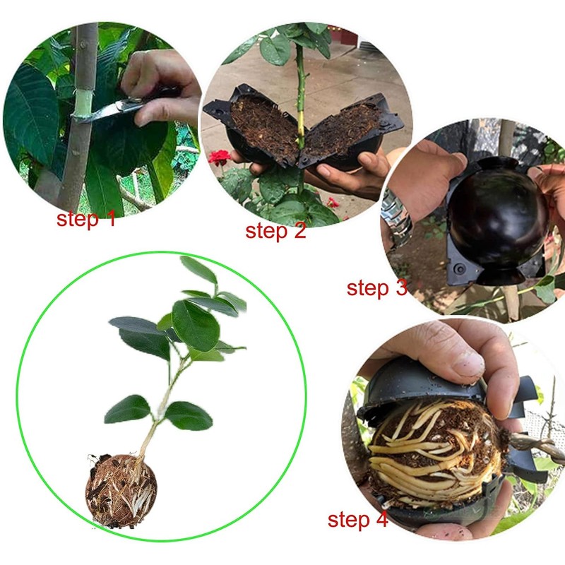 Plant Root Growing Box - 10Pcs Assisted Rooting Device, Reusable