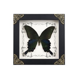LepiBat Gems Real Framed Butterfly Taxidermy Butterfly, Handmade Wooden Shadow Box Taxidermy Specimen Display for Wall Art Hanging Home Decor (6.7''x6.7'' B)