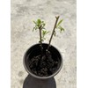 Goji Berry Plant 2 Cutting With Pot Live Plant Ready