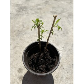 Goji Berry Plant 2 Cutting With Pot Live Plant Ready To Plant