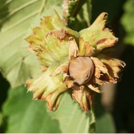 CHUXAY GARDEN 9 Seeds European Filbert,Corylus Avellana,European Hazelnut Edible Survival Gear Food Seeds Deciduous Tree Low-Maintenance