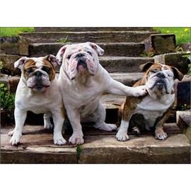 Bulldog Pushing Bulldog Funny Dog Birthday from Group Card