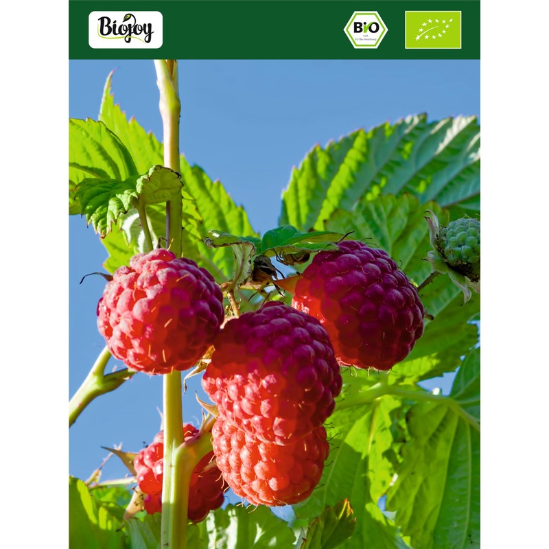 Biojoy Organic Raspberry Leaf Tea (500g), Raspberry Leaves Cut, Raspberry