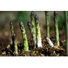 12 Pcs Jersey Giant Asparagus Seeds - Perennials