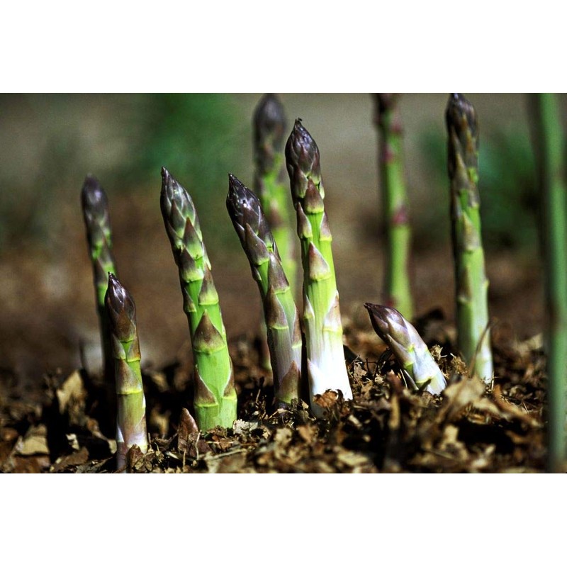 12 Pcs Jersey Giant Asparagus Seeds - Perennials