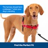 PetSafe Easy Walk Harness, No-Pull Walking Harness for Dogs, Adjustable