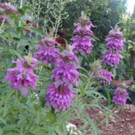Southeast Seeds Lemon Mint Seeds, Monarda citriodora, Lemon Horsemint, NON-GMO, FREE SHIPPING - 9000 Seeds or 1/8 OZ