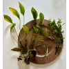 South American Cichlid Plant Bundle-Wisteri