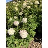 Hydrangea paniculata 'Limelight' (3 Gallon)