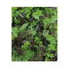 Viridis Hortus - Tasty Mustard Mix 1,700 (2.8g's) Nutritious Salad