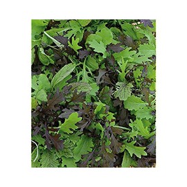 Viridis Hortus - Tasty Mustard Mix 1,700 (2.8g's) Nutritious Salad Babyleaf Mix Vegetable Seeds