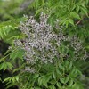 Melia Azedarach (China Berry, Bead Tree) Tree Seeds, Attractive Foliage,