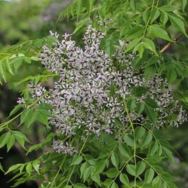 Melia Azedarach (China Berry, Bead Tree) Tree Seeds, Attractive Foliage, Fragrant Flowers, and Persistent Fruits, Seeds by MySeeds.Co, You Choose The Amount (0.5 oz)